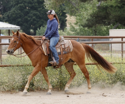 HorseID: 2275785 Tucson - PhotoID: 1048818