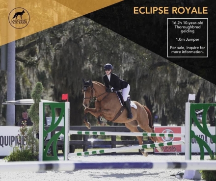 HorseID: 2275799 Eclipse Royale - PhotoID: 1048831