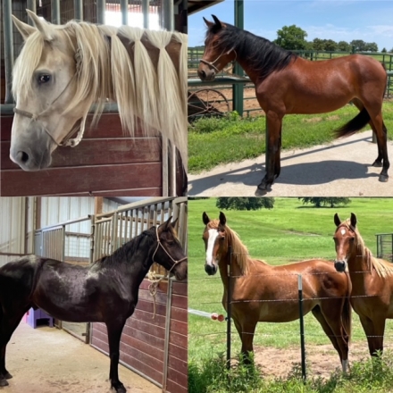 HorseID: 2275806 Purebred Rocky Mountain Horses - PhotoID: 1048842