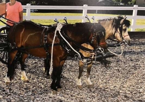 HorseID: 2275823 Welsh ponies team; drive and ride - PhotoID: 1048870