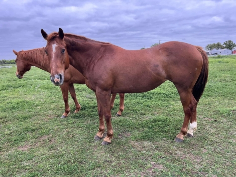 HorseID: 2275843 Straight Red Treasure - PhotoID: 1048903