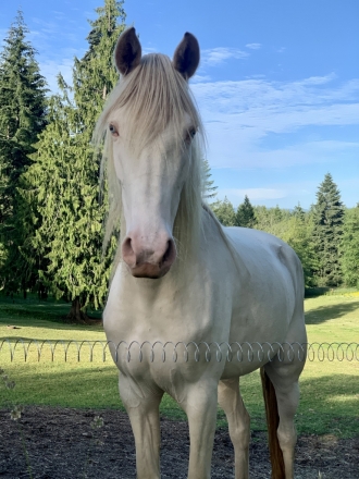 HorseID: 2275874 Ziggy - PhotoID: 1049358