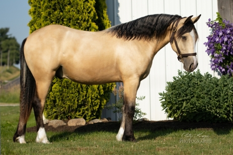 HorseID: 2275883 RKF Tyson - PhotoID: 1048958