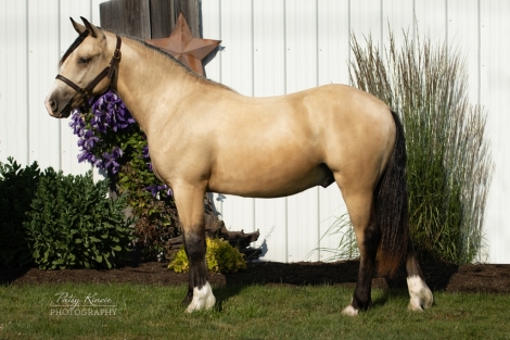 HorseID: 2275883 RKF Tyson - PhotoID: 1048959