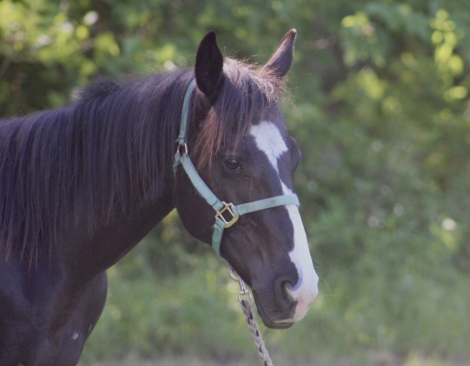 HorseID: 2275914 APHA YEARLING STUD - PhotoID: 1048985