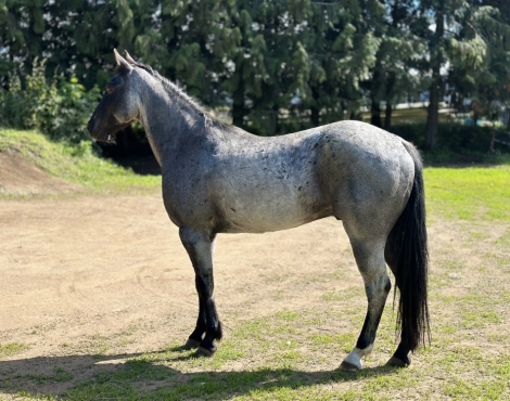 HorseID: 2275933 Blue - PhotoID: 1049010