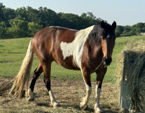 HorseID: 2275954 PAINTED BLAZEY ABLE - PhotoID: 1049052