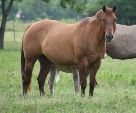 HorseID: 2275971 UWRF MOJITOMESCALITO - PhotoID: 1049068