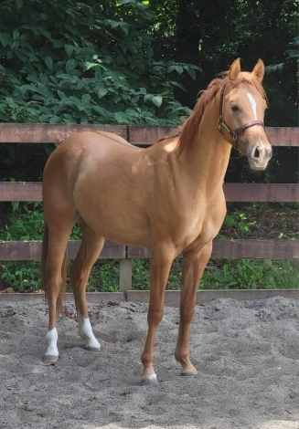 HorseID: 2275994 Khiss Satins Spice - PhotoID: 1049113