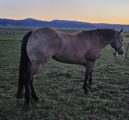 HorseID: 2276010 Valentines Star Lite - PhotoID: 1049134