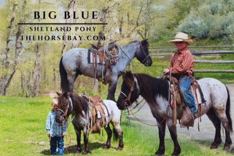 HorseID: 2276037 Big Blue - PhotoID: 1049168