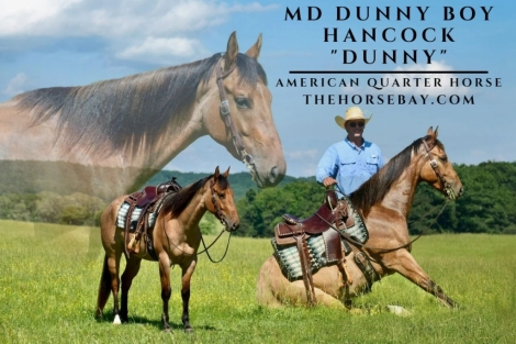 HorseID: 2276044 MD Dunny Boy Hancock - PhotoID: 1049177