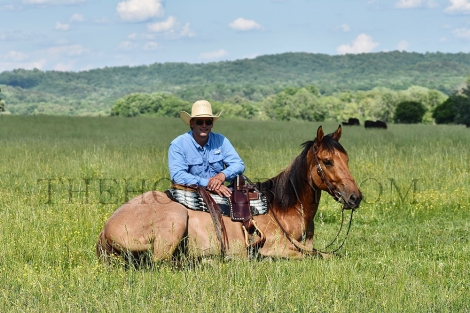 HorseID: 2276044 MD Dunny Boy Hancock - PhotoID: 1049178