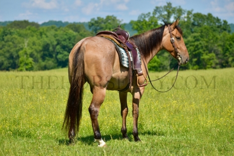 HorseID: 2276044 MD Dunny Boy Hancock - PhotoID: 1049180