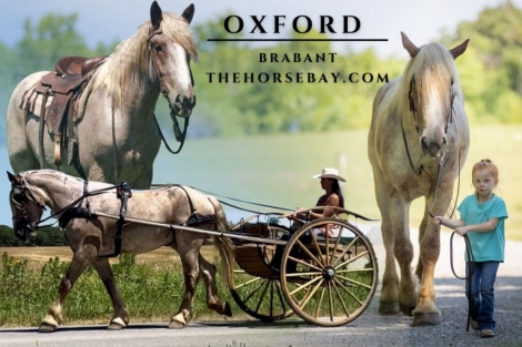 HorseID: 2276046 Oxford - PhotoID: 1049181