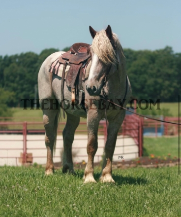 HorseID: 2276046 Oxford - PhotoID: 1049182