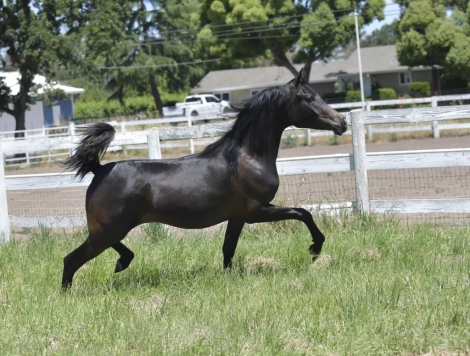 HorseID: 2276055 Stetsonn V - PhotoID: 1049190