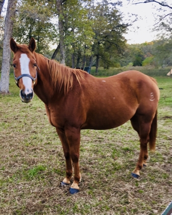 HorseID: 2276064 Big Red - PhotoID: 1049242