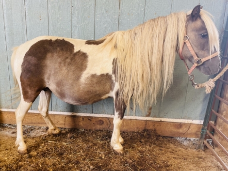 HorseID: 2276068 Biscuit - PhotoID: 1049205