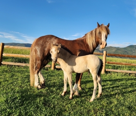 HorseID: 2276069 2024 Welsh C Buckskin Roan Colt - PhotoID: 1049204