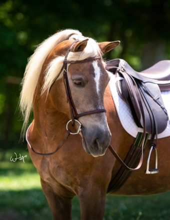 HorseID: 2276076 Honey - PhotoID: 1049220