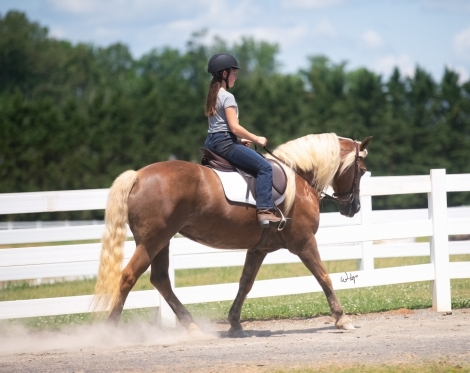 HorseID: 2276076 Honey - PhotoID: 1049221