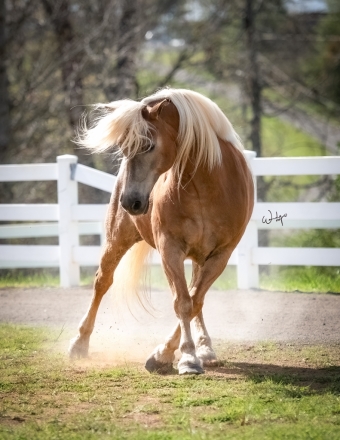 HorseID: 2276076 Honey - PhotoID: 1049223