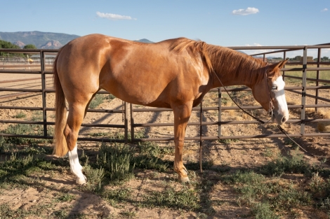 HorseID: 2276080 Iced down with guns - PhotoID: 1049227