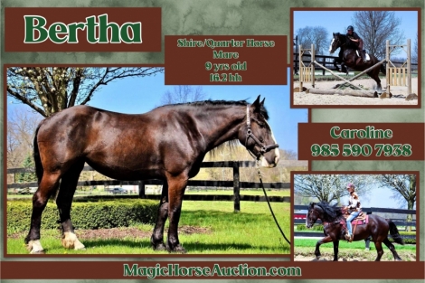 HorseID: 2276108 Bertha - PhotoID: 1049245