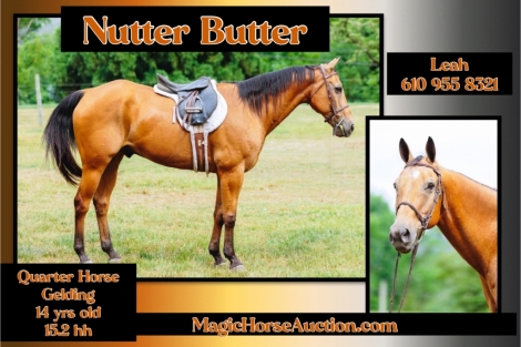 HorseID: 2276109 Nutter Butter - PhotoID: 1049268