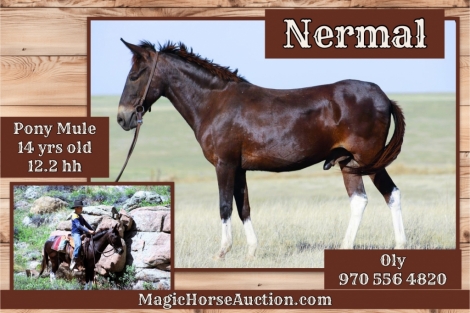 HorseID: 2276111 Nermal - PhotoID: 1049274