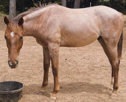 HorseID: 2276113 Roscoe - PhotoID: 1049276