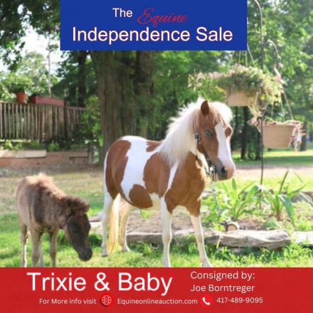 HorseID: 2276129 Trixie and Baby - PhotoID: 1049415
