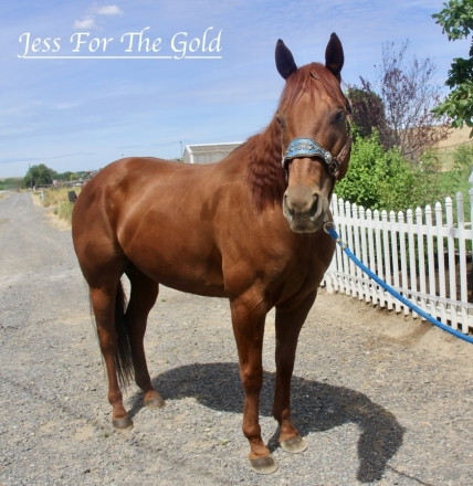 HorseID: 2276148 Jess For The Gold - PhotoID: 1049424