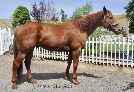 HorseID: 2276148 Jess For The Gold - PhotoID: 1049425