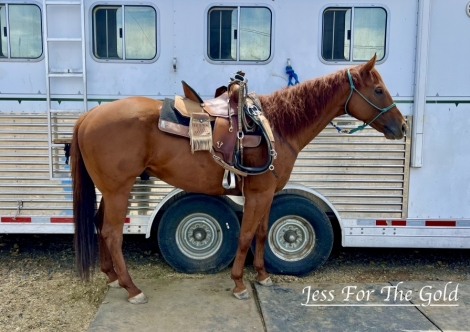 HorseID: 2276148 Jess For The Gold - PhotoID: 1049426