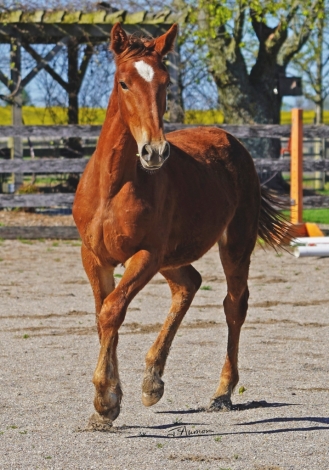 HorseID: 2276201 Cerulean Frankly Scarlett - PhotoID: 1049356