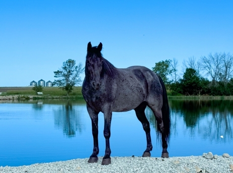 HorseID: 2276213 Blue's Smokin' Pistol - PhotoID: 1049383