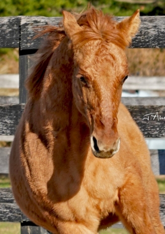 HorseID: 2276226 Cerulean Sunnyside Up - PhotoID: 1049421