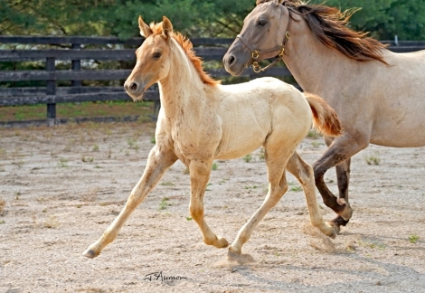 HorseID: 2276227 Cerulean Sunshine - PhotoID: 1049422