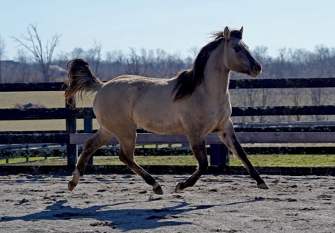 HorseID: 2276228 Cerulean HLWD Starlet - PhotoID: 1049423