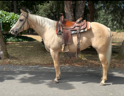 HorseID: 2278833 Sun Tans ExoticSchotch - PhotoID: 1077661