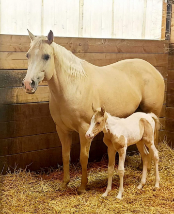 HorseID: 2278833 Sun Tans ExoticSchotch - PhotoID: 1077662