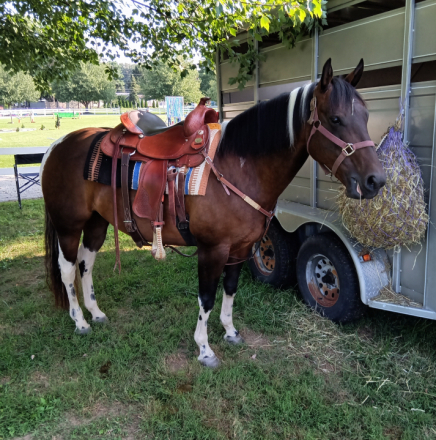 HorseID: 2279959 Diaman H Risky Play - PhotoID: 1077690