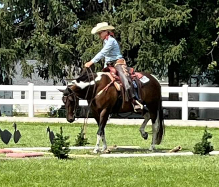 HorseID: 2279959 Diaman H Risky Play - PhotoID: 1077691