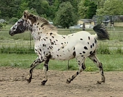 HorseID: 2281143 Tenmiles Grand King - PhotoID: 1076073