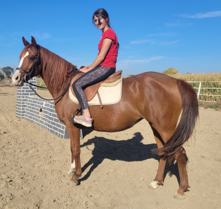 HorseID: 2283721 Red Velvet - PhotoID: 1077847