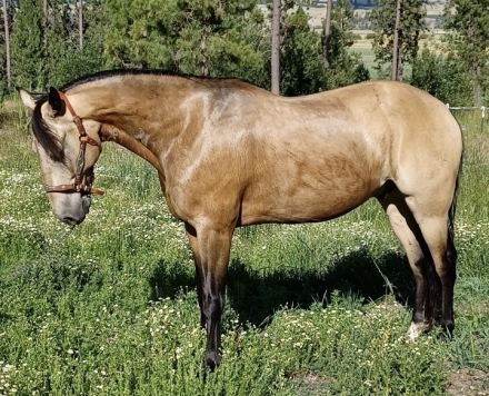 HorseID: 2289267 Blizzard's Smoking Gun - PhotoID: 1075525