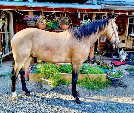 HorseID: 2289267 Blizzard's Smoking Gun - PhotoID: 1075526