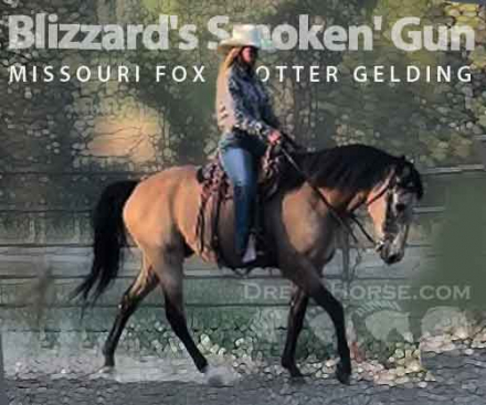 HorseID: 2289267 Blizzard's Smoking Gun - PhotoID: 1075527